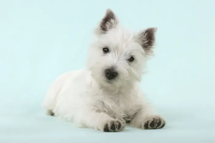 Framed Print : DOG - West Highland White Terrier Framed Print : DOG - West Highland White Terrier