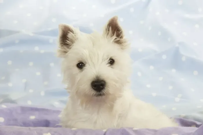 Framed Print : DOG - West Highland White Terrier Framed Print : DOG - West Highland White Terrier