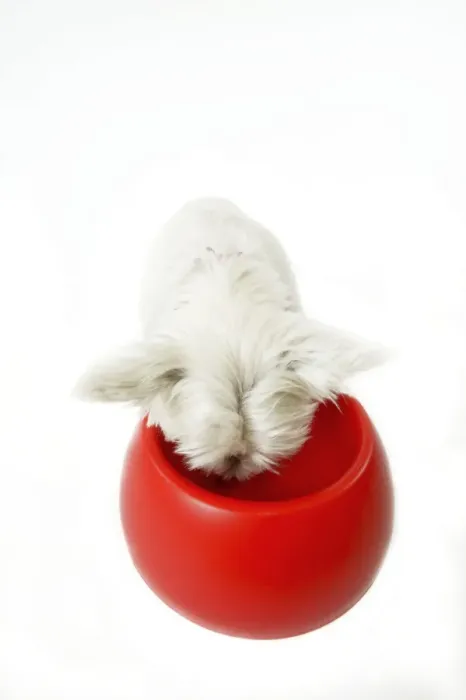 Framed Print : Dog - West Highland White Terrier eating from bowl Framed Print : Dog - West Highland White Terrier eating from bowl