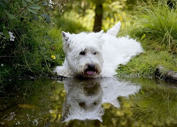 DOG - West highland white terrier laying on edge of pond