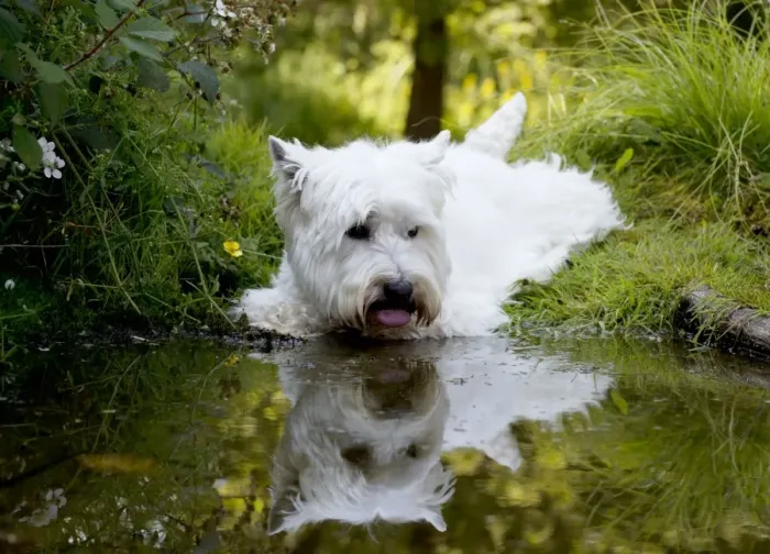 Framed Print : DOG - West highland white terrier laying on edge of pond Framed Print : DOG - West highland white terrier laying on edge of pond