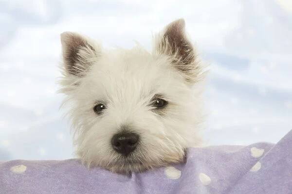 DOG - West Highland White Terrier - looking over edge
