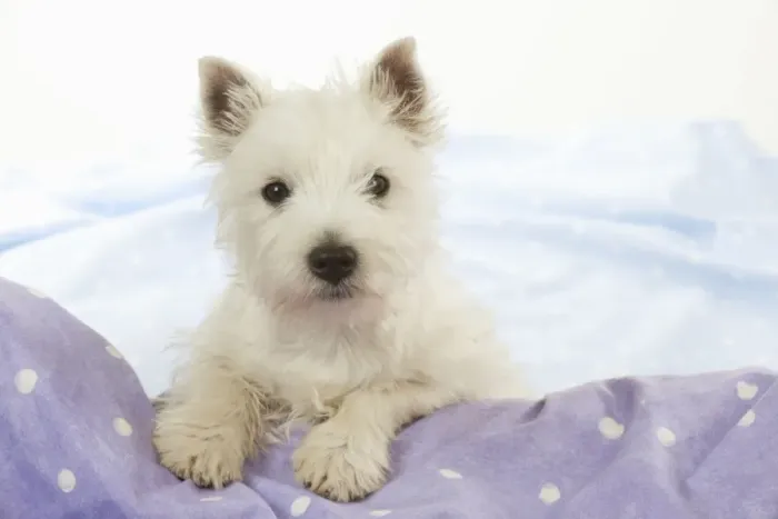 Framed Print : DOG - West Highland White Terrier - looking over edge Framed Print : DOG - West Highland White Terrier - looking over edge
