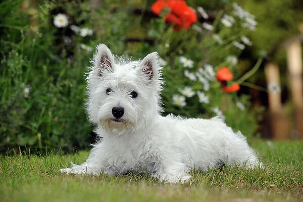DOG. West highland white terrier puppy