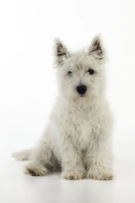 Framed Print : DOG. West highland white terrier puppy Framed Print : DOG. West highland white terrier puppy