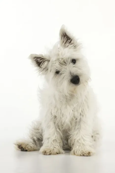 Framed Print : DOG. West highland white terrier puppy Framed Print : DOG. West highland white terrier puppy