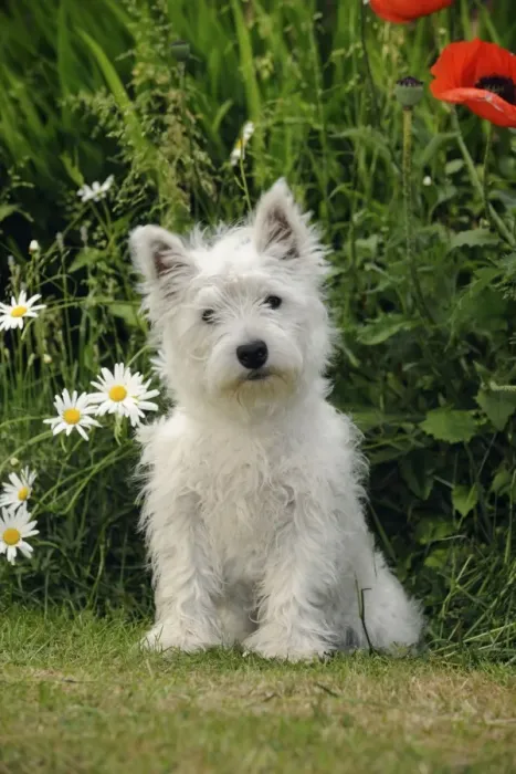 Framed Print : DOG. West highland white terrier puppy Framed Print : DOG. West highland white terrier puppy