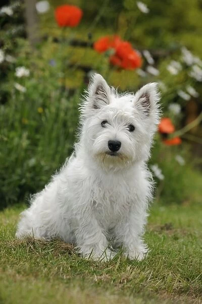 DOG. West highland white terrier puppy