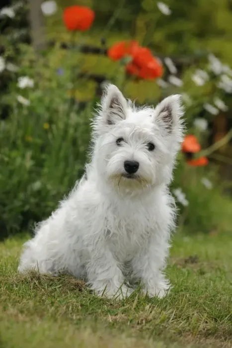Framed Print : DOG. West highland white terrier puppy Framed Print : DOG. West highland white terrier puppy