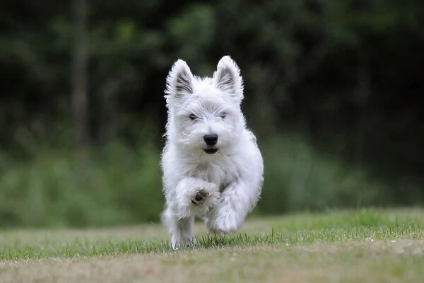 DOG. West highland white terrier puppy running through garden