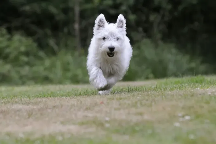 Framed Print : DOG. West highland white terrier puppy running through garden Framed Print : DOG. West highland white terrier puppy running through garden