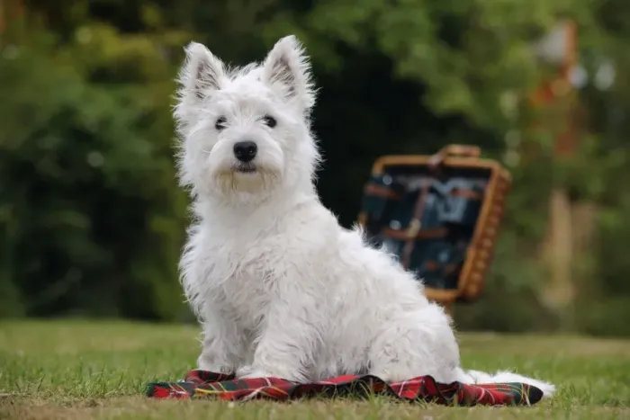 Framed Print : DOG. West highland white terrier puppy sitting with picnic basket on tartan blanket Framed Print : DOG. West highland white terrier puppy sitting with picnic basket on tartan blanket