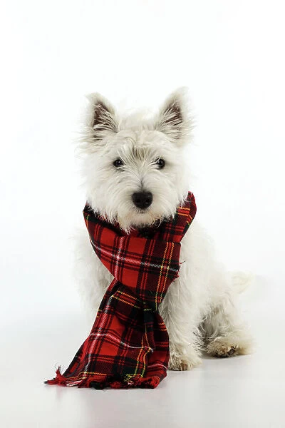 DOG. West highland white terrier puppy wearing tartan scarf