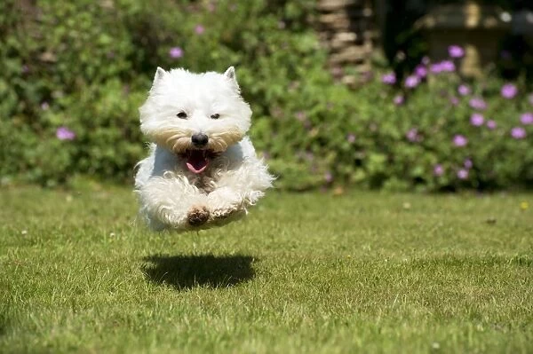 DOG - West highland white terrier running in garden