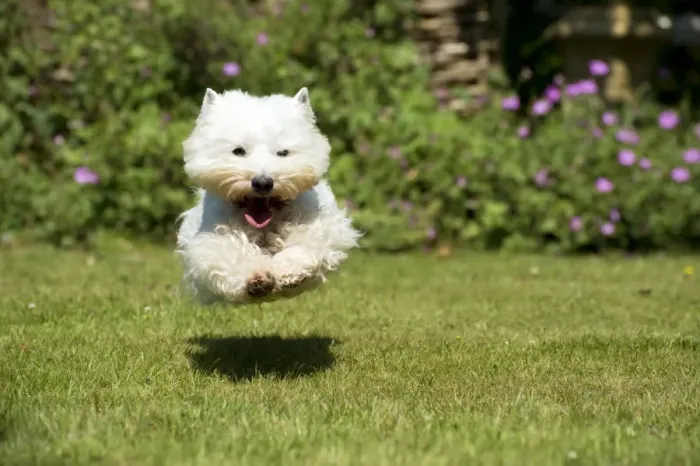 Framed Print : DOG - West highland white terrier running in garden Framed Print : DOG - West highland white terrier running in garden