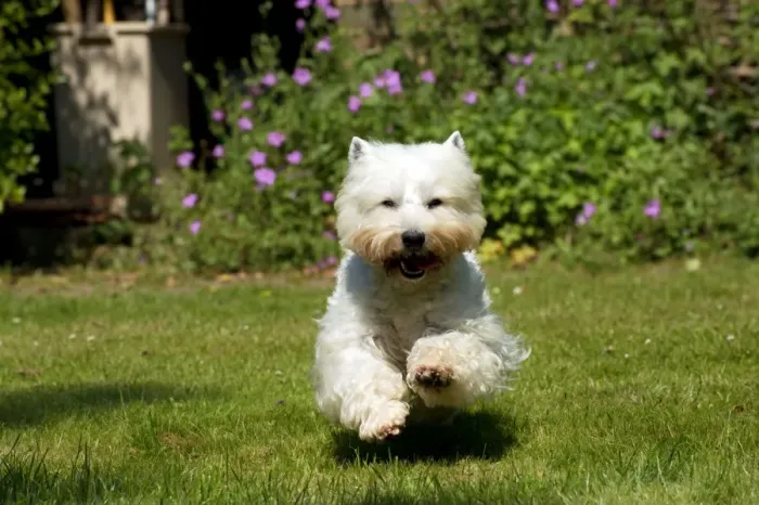 Framed Print : DOG - West highland white terrier running in garden Framed Print : DOG - West highland white terrier running in garden