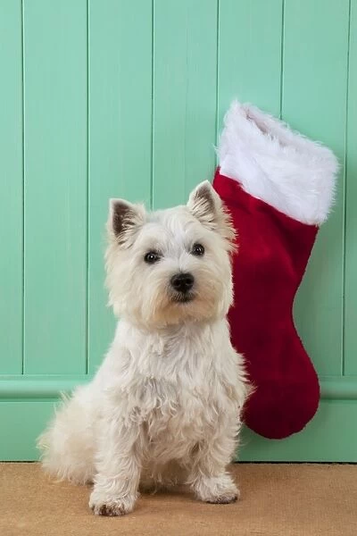 DOG - West highland white terrier sitting in front of christmas stocking