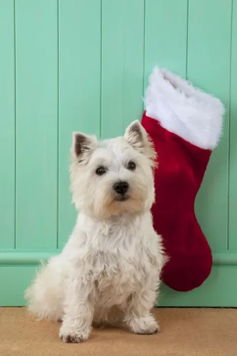 Framed Print : DOG - West highland white terrier sitting in front of christmas stocking