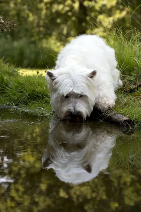 Framed Print : DOG - West highland white terrier standing in pond Framed Print : DOG - West highland white terrier standing in pond