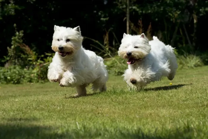 Framed Print : DOG - West highland white terriers running in garden Framed Print : DOG - West highland white terriers running in garden