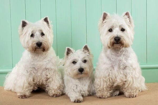 DOG - West highland white terriers sitting together