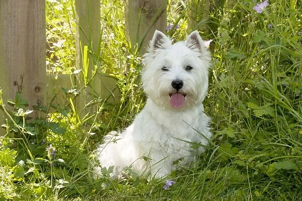 DOG - West higland white terrier sitting in garden