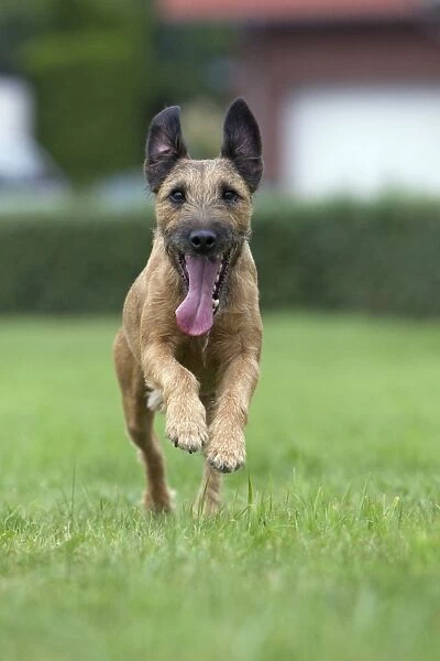 Dog - Westfalen Terrier - running in garden - Lower Saxony - Germany