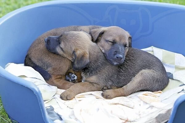 Dog - Westfalia  /  Westfalen Terrier - 2 puppies sleeping in dog basket, Lower Saxony, Germany
