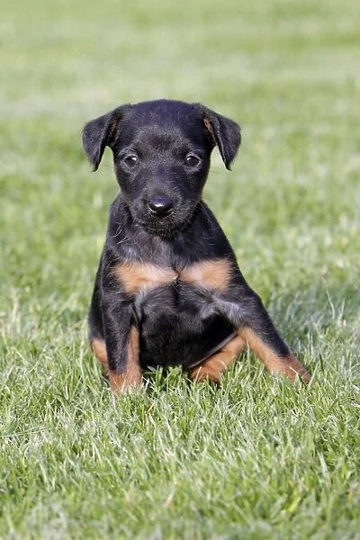 Dog - Westfalia  /  Westfalen Terrier - puppy sitting on garden lawn, Lower Saxony, Germany