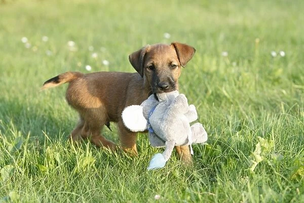 Dog - Westfalia  /  Westfalen Terrier - puppy playing with cuddly toy, Lower Saxony, Germany