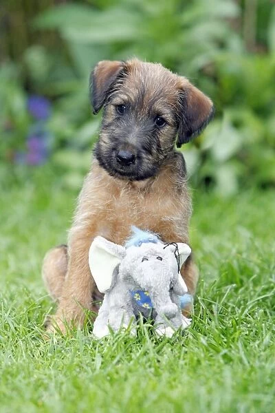Dog - Westfalia  /  Westfalen Terrier - puppy sitting with cuddly toy, on garden lawn, Lower Saxony, Germany