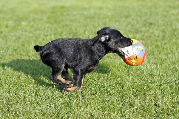 Dog - Westfalia  /  Westfalen Terrier - puppy running across garden lawn with ball, Lower Saxony, Germany