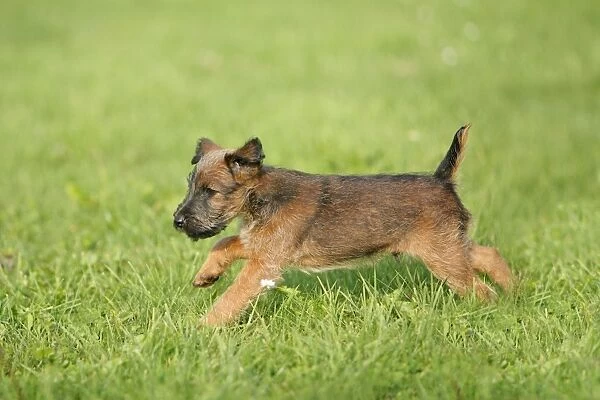 Dog - Westfalia  /  Westfalen Terrier - puppy running across garden lawn, Lower Saxony, Germany