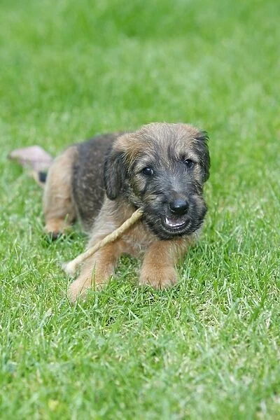 Dog - Westfalia  /  Westfalen Terrier - puppy chewing puppy stick on garden lawn, Lower Saxony, Germany