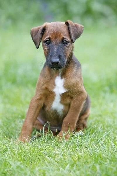 Dog - Westfalia  /  Westfalen Terrier - puppy sitting on garden lawn, Lower Saxony, Germany