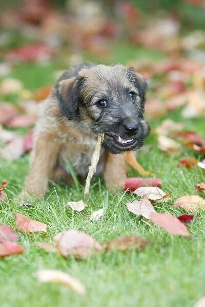 Dog - Westfalia  /  Westfalen Terrier - puppy chewing puppy chew stick on garden lawn, Lower Saxony, Germany