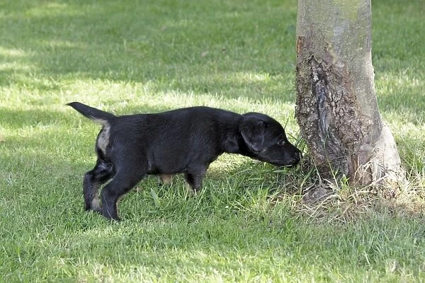 Dog - Westfalia  /  Westfalen Terrier - puppy sniffing at tree stem in garden, Lower Saxony, Germany