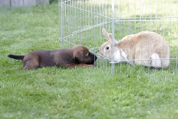 Dog - Westfalia  /  Westfalen Terrier - puppy playing with pet rabbit, Lower Saxony, Germany