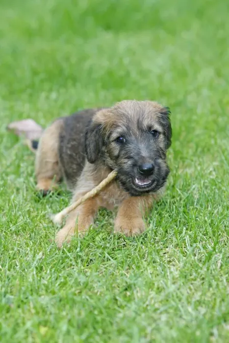 Framed Print : Dog - Westfalia  /  Westfalen Terrier - puppy chewing puppy stick on garden lawn, Lower Saxony, Germany