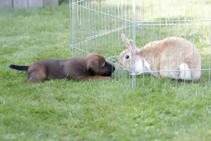 Framed Print : Dog - Westfalia  /  Westfalen Terrier - puppy playing with pet rabbit, Lower Saxony, Germany
