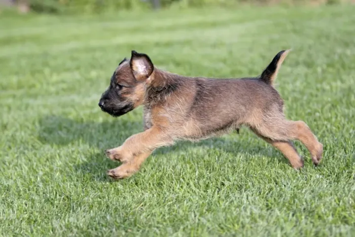 Framed Print : Dog - Westfalia  /  Westfalen Terrier - puppy running across garden lawn, Lower Saxony, Germany