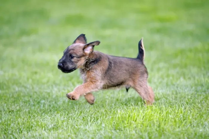 Framed Print : Dog - Westfalia / Westfalen Terrier - puppy running across garden lawn, Lower Saxony, Germany Framed Print : Dog - Westfalia / Westfalen Terrier - puppy running across garden lawn, Lower Saxony, Germany
