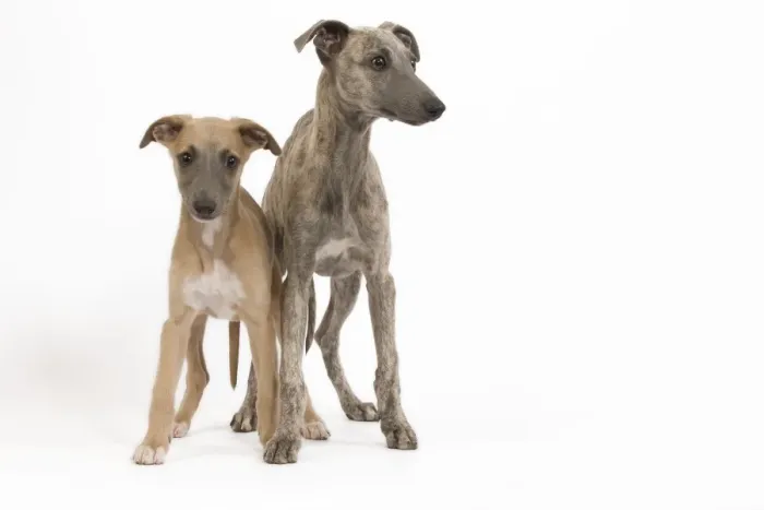 Framed Print : Dog - Whippet puppies in studio Framed Print : Dog - Whippet puppies in studio