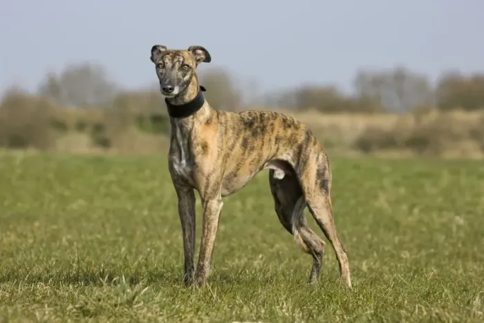 Framed Print : Dog - Whippet standing in garden Framed Print : Dog - Whippet standing in garden