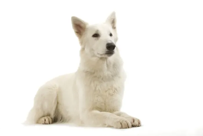Framed Print : Dog - White Shepherd / Berger blanc in studio Framed Print : Dog - White Shepherd / Berger blanc in studio