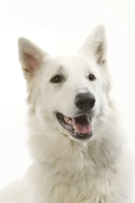 Framed Print : Dog - White Shepherd / Berger blanc in studio Framed Print : Dog - White Shepherd / Berger blanc in studio
