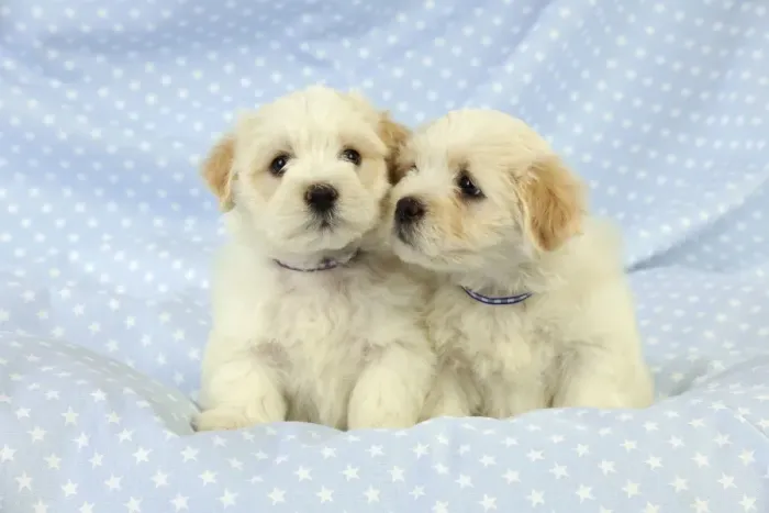 Framed Print : Dog. White teddy bear puppies Framed Print : Dog. White teddy bear puppies