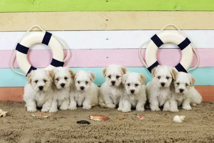 Framed Print : Dog. White teddy bear puppies at the beach Framed Print : Dog. White teddy bear puppies at the beach