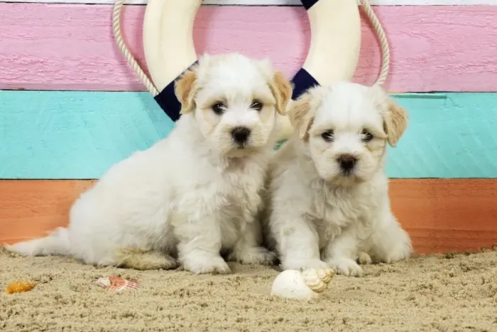 Framed Print : Dog. White teddy bear puppies at the beach Framed Print : Dog. White teddy bear puppies at the beach