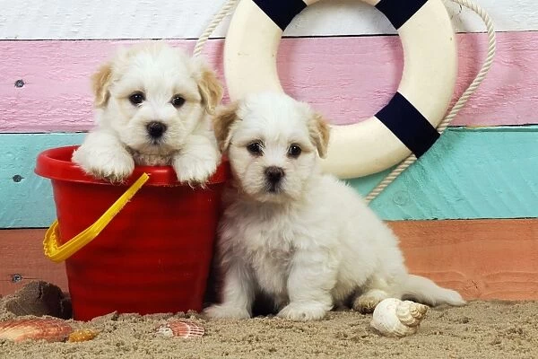 Dog. White teddy bear puppies at the beach in a bucket